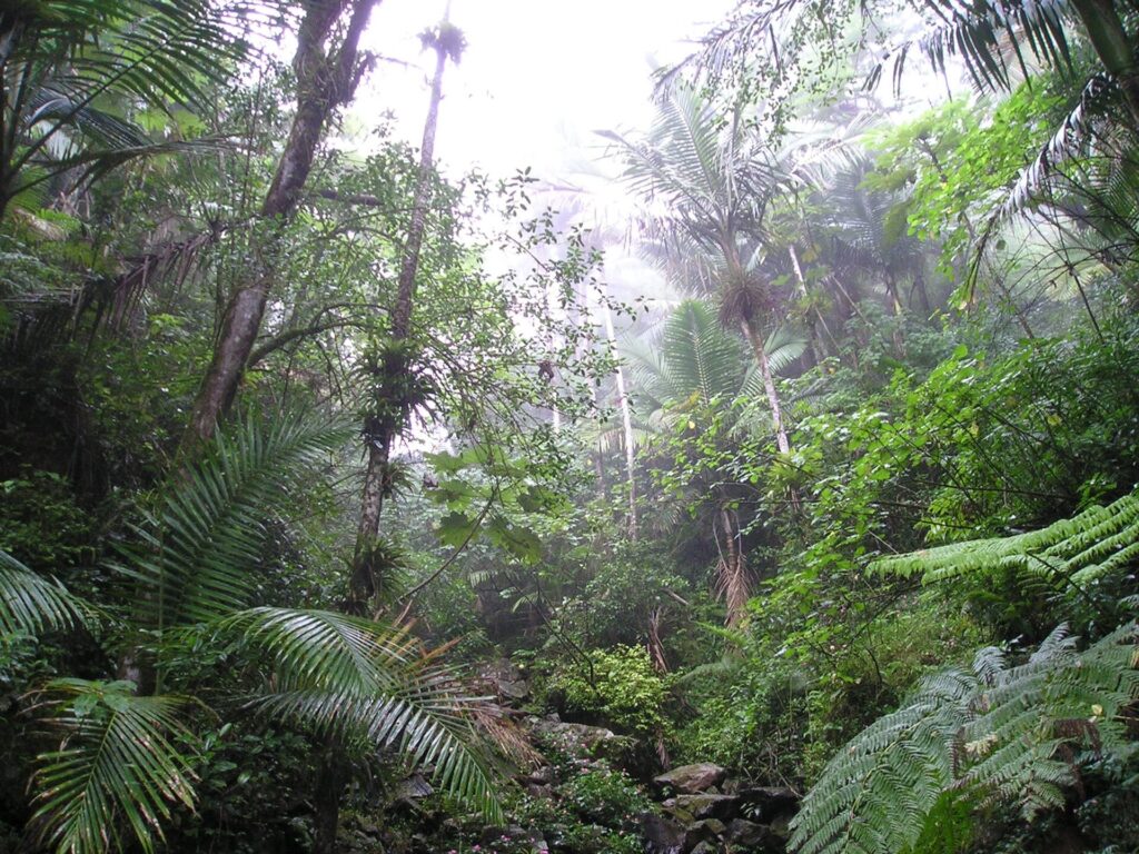 El Yunque National Forest