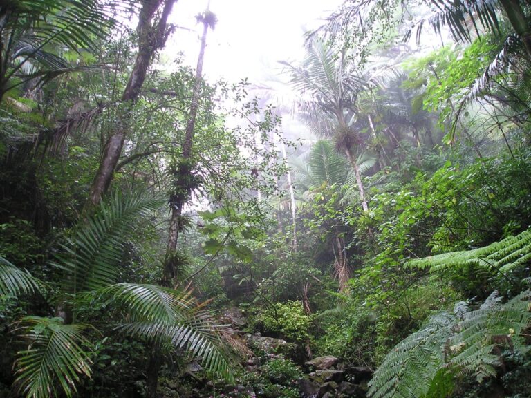 El Yunque National Forest
