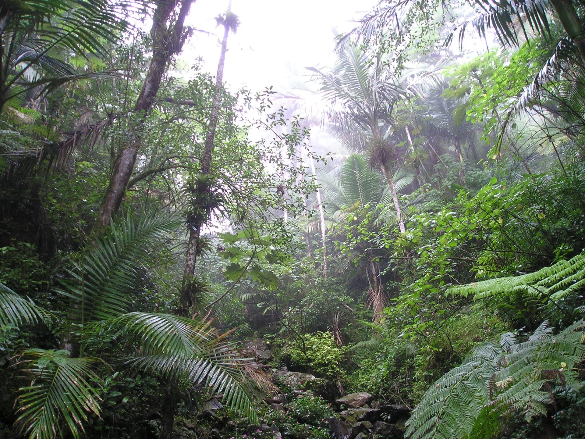 Dense rainforest vegetation in El Yunque National Forest, Puerto Rico