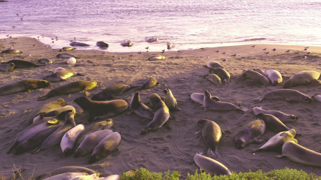 A large group of elephant seals hauled out on a California beach at the waterline