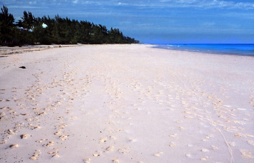 White sand beach lined with casuarina pines on Harbour Island, Eleuthera