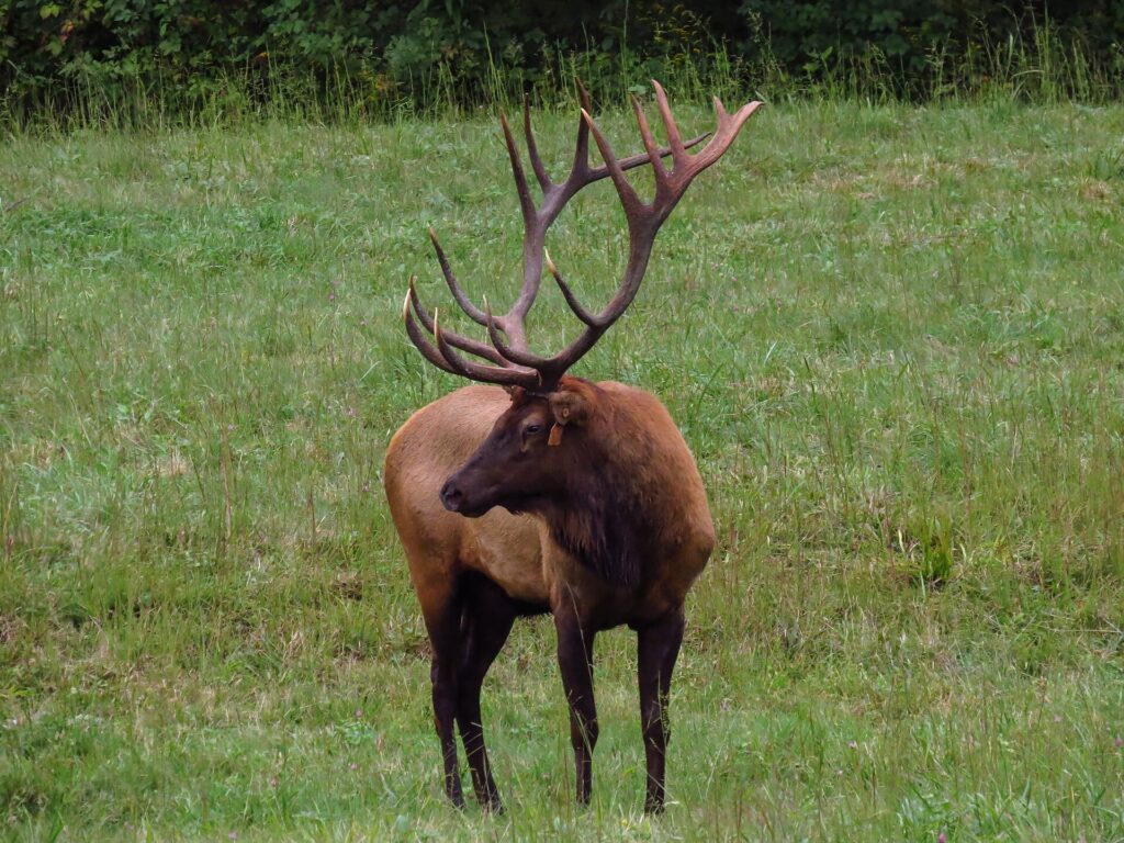 A bull elk grazing in a field near Oconaluftee in Great Smoky Mountains National Park