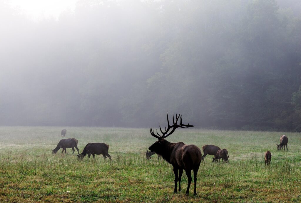 A bull elk and herd graze in a foggy field in Cataloochee Valley
