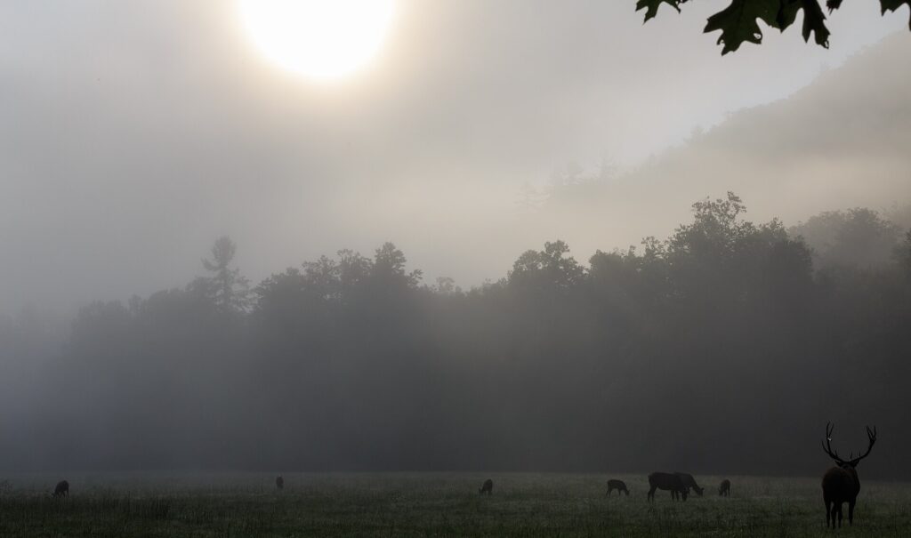 A herd of elk grazing in an open field in Cataloochee Valley, North Carolina