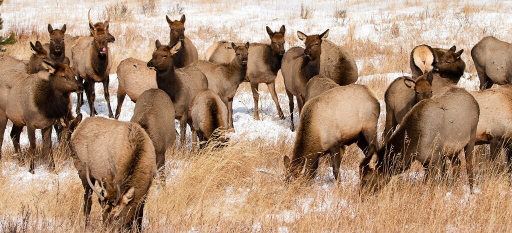 A herd of elk standing in a grassy meadow in Rocky Mountain National Park