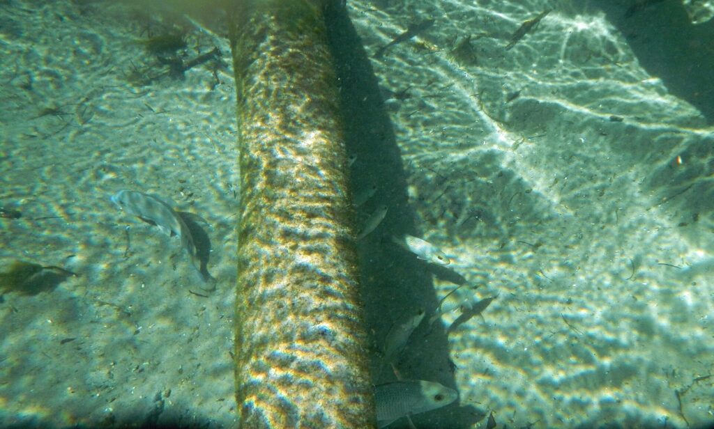 Fish visible through the clear water of the Weeki Wachee River