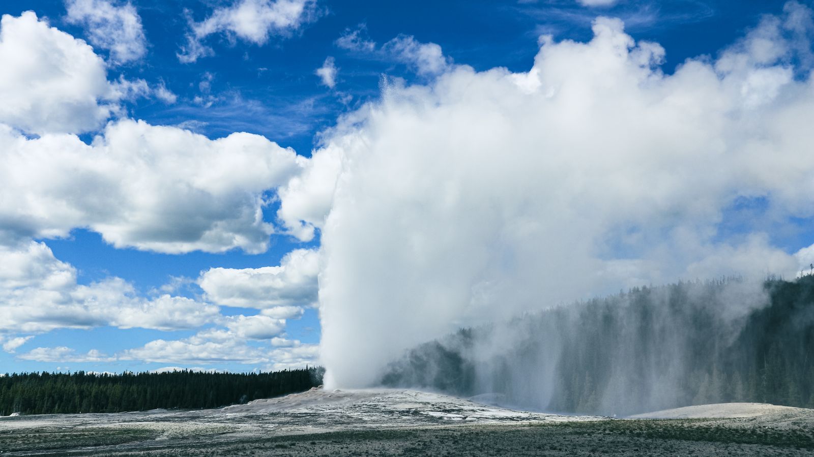 A geyser erupting with a tall steam plume in a Yellowstone geyser basin