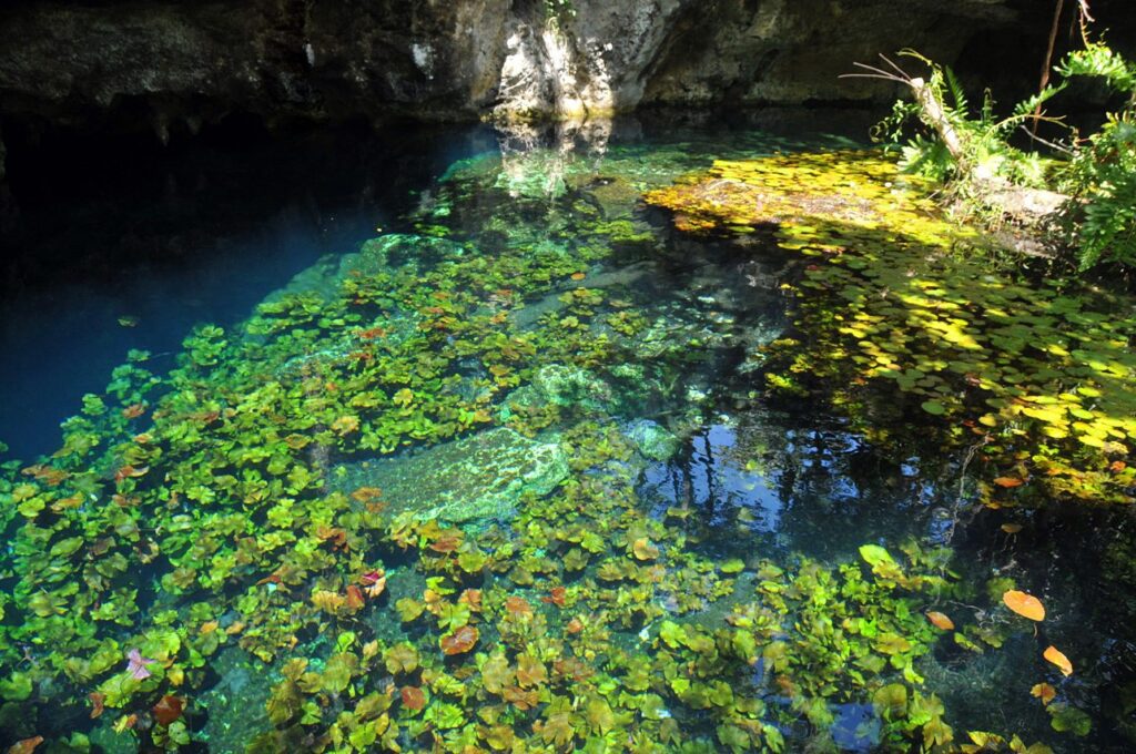 The cavern entrance and clear water at Gran Cenote near Tulum, Mexico