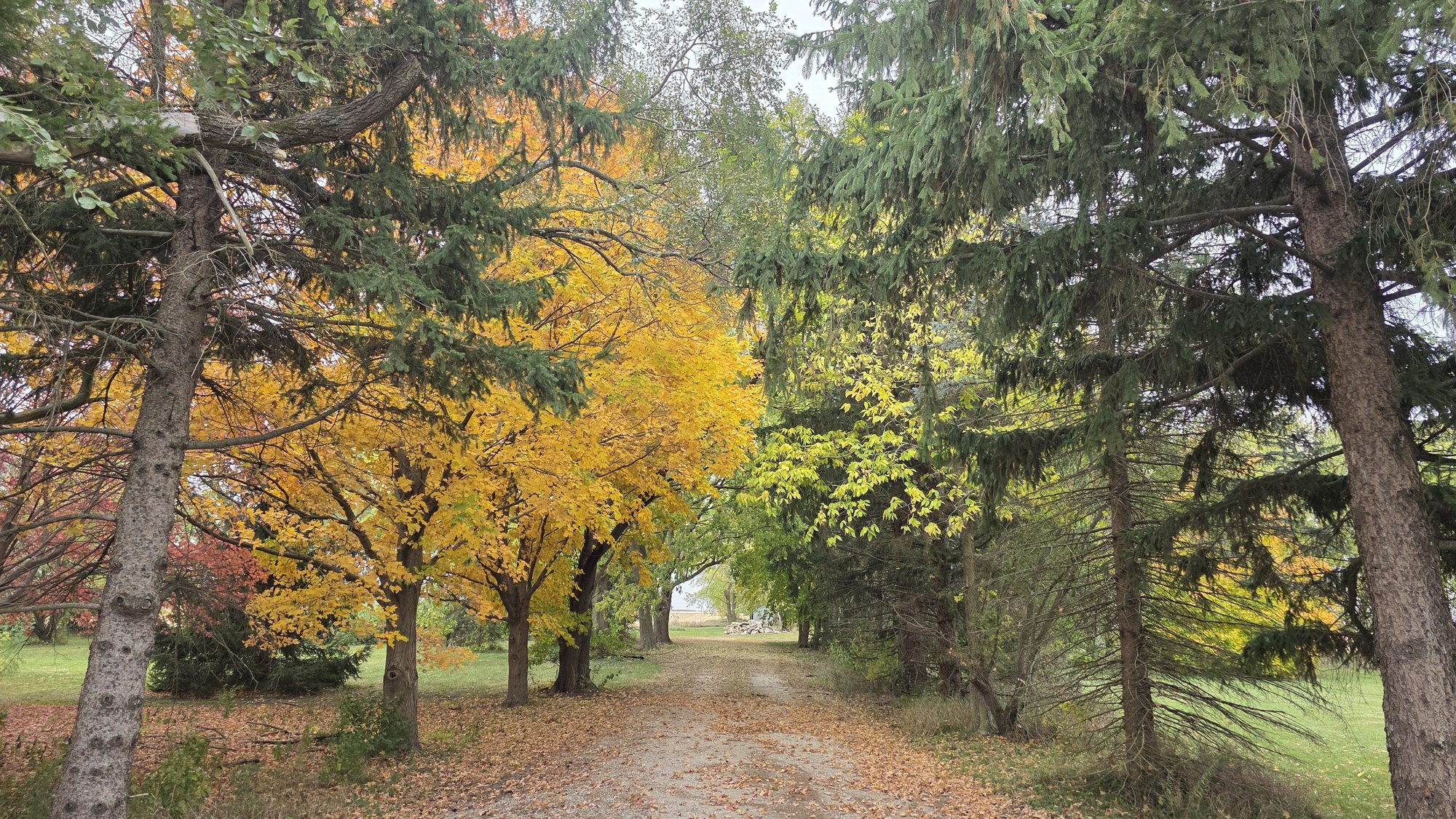 A gravel lane lined with yellow maples and spruce trees in fall, Illinois
