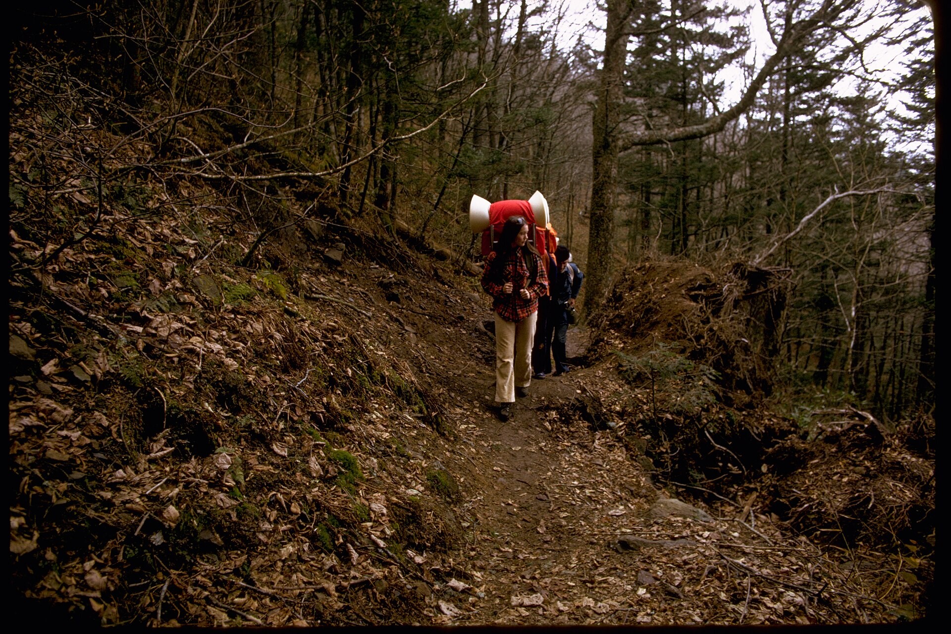 Backpackers hiking a forest trail in Great Smoky Mountains National Park