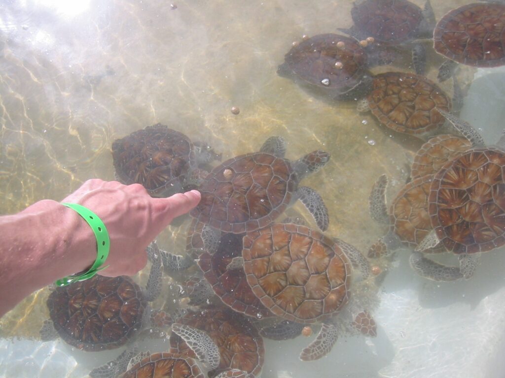 Green sea turtles in a pool at the Cayman Turtle Centre in Grand Cayman
