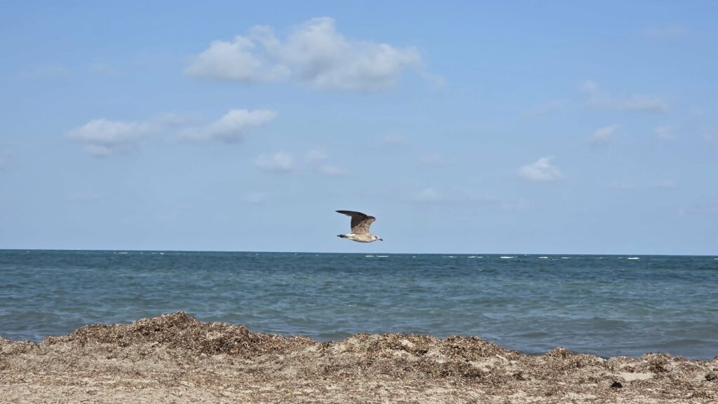 Gull flying over a seaweed-lined shore on the way out to the reef at John Pennekamp