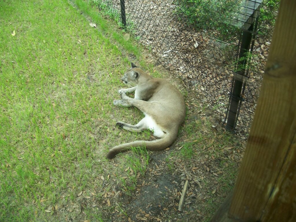 A Florida panther resting in the grass at Homosassa Springs Wildlife State Park
