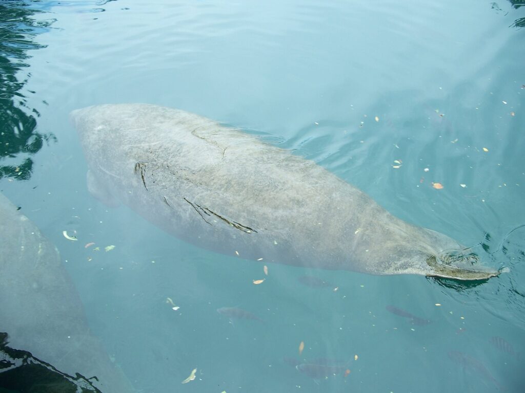 A manatee swims near the surface at Homosassa Springs Wildlife State Park