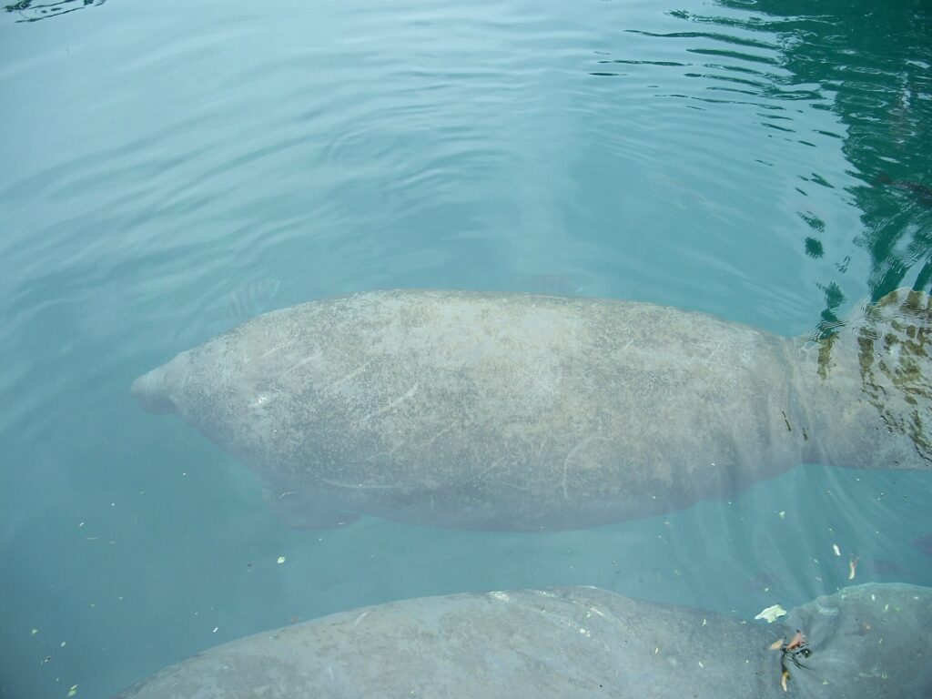 A manatee swimming near the surface of the spring at Homosassa Springs Wildlife State Park
