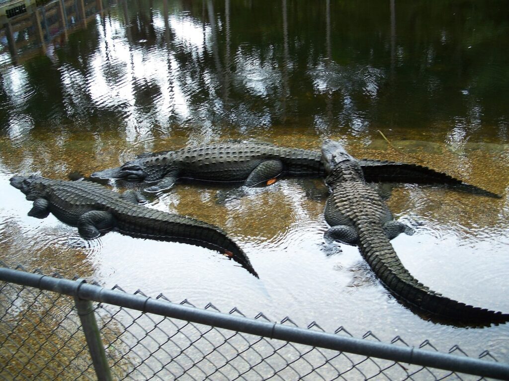 Three resident alligators resting in shallow water along the boardwalk trail at Homosassa Springs Wildlife State Park
