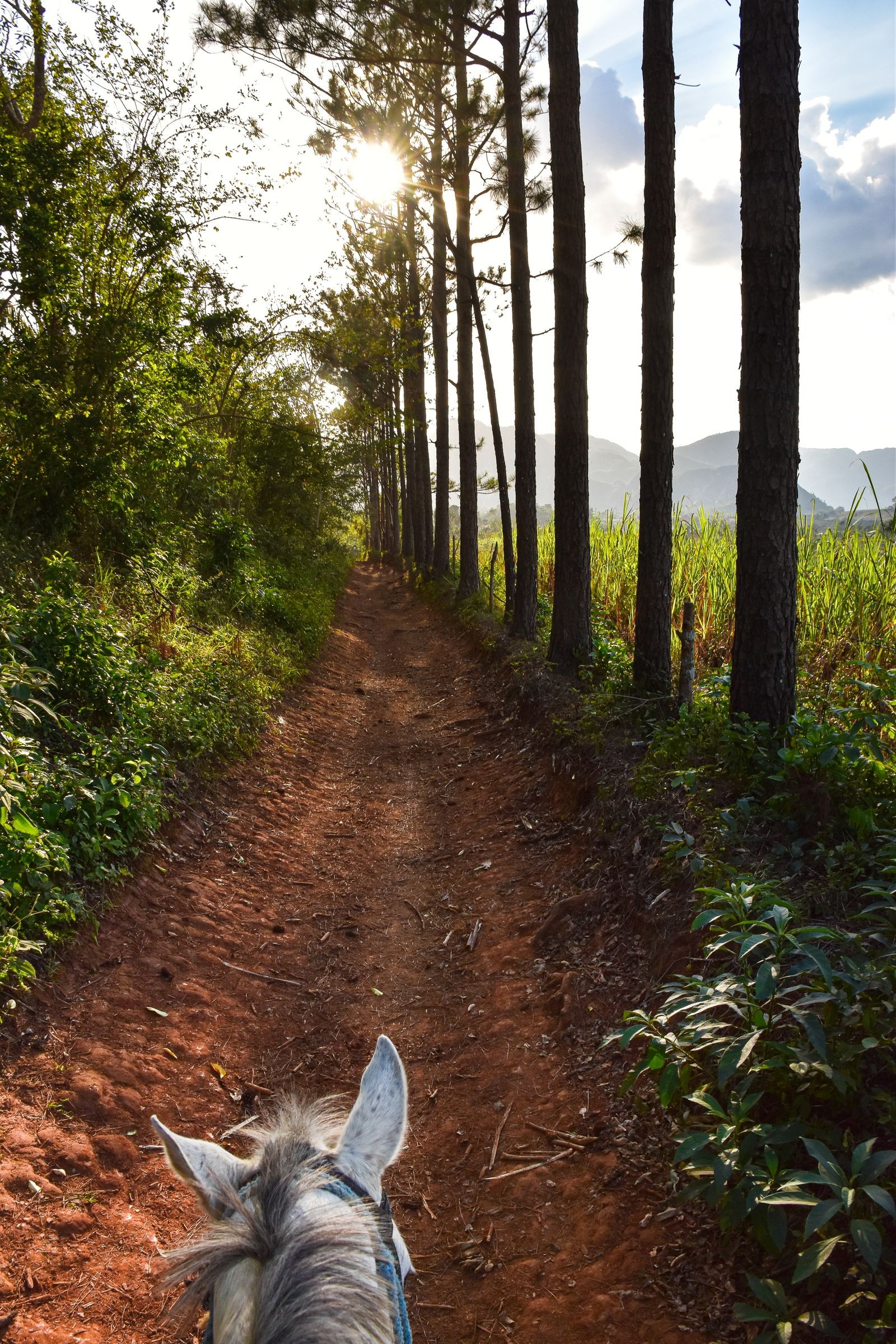A rider's view down a forest trail, horse's ears visible ahead