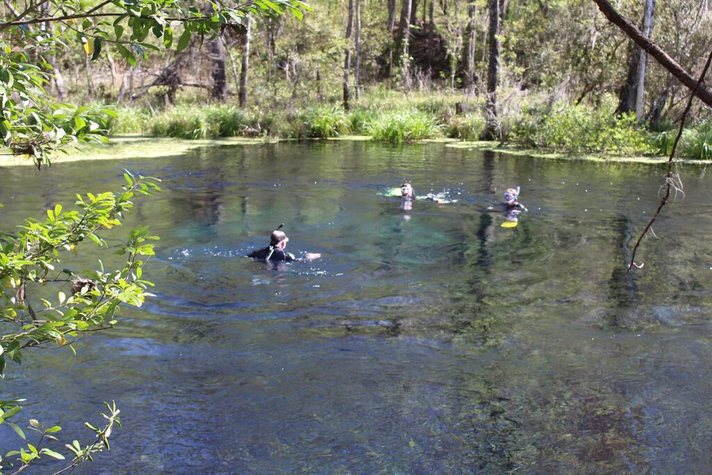 Swimmers and snorkelers in the clear turquoise water of Blue Hole Spring