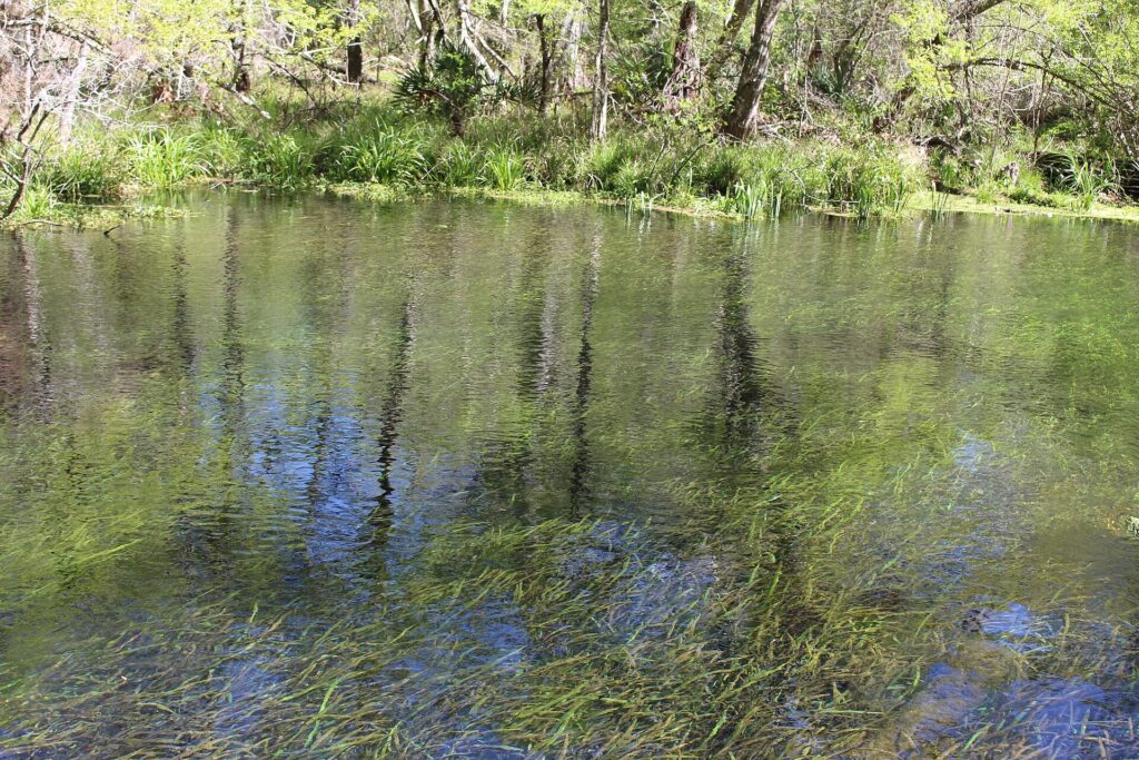 The clear Ichetucknee River winding through trees near Gainesville, Florida