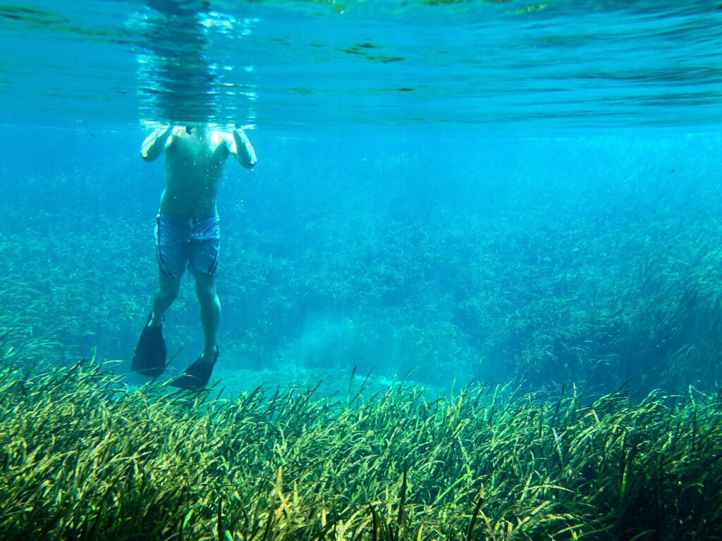 A swimmer wearing fins floats over a grassy spring bottom in clear blue-green water