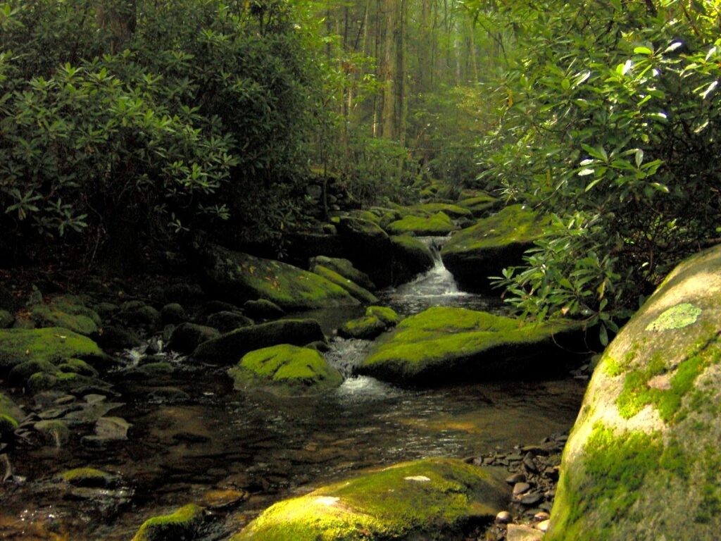 The Jakes Creek Trail near Elkmont in the Great Smoky Mountains
