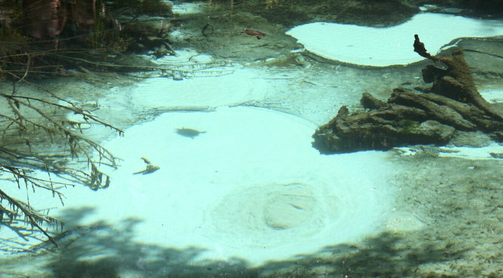 Fine sand lifts in a boil where spring water pushes up from underground near Juniper Springs