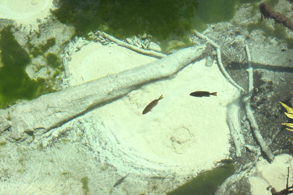 Small fish swim over the sandy spring bottom at Juniper Springs