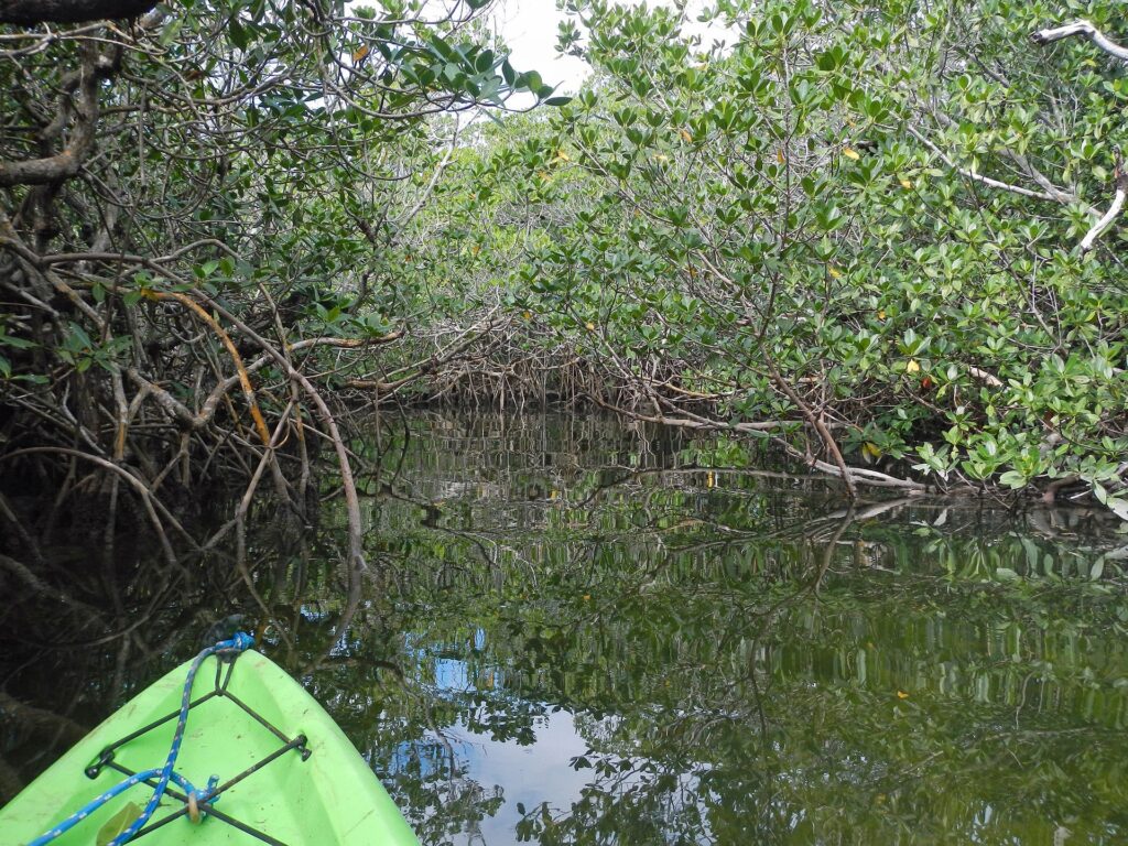 Kayaking through a mangrove tunnel at John Pennekamp Coral Reef State Park