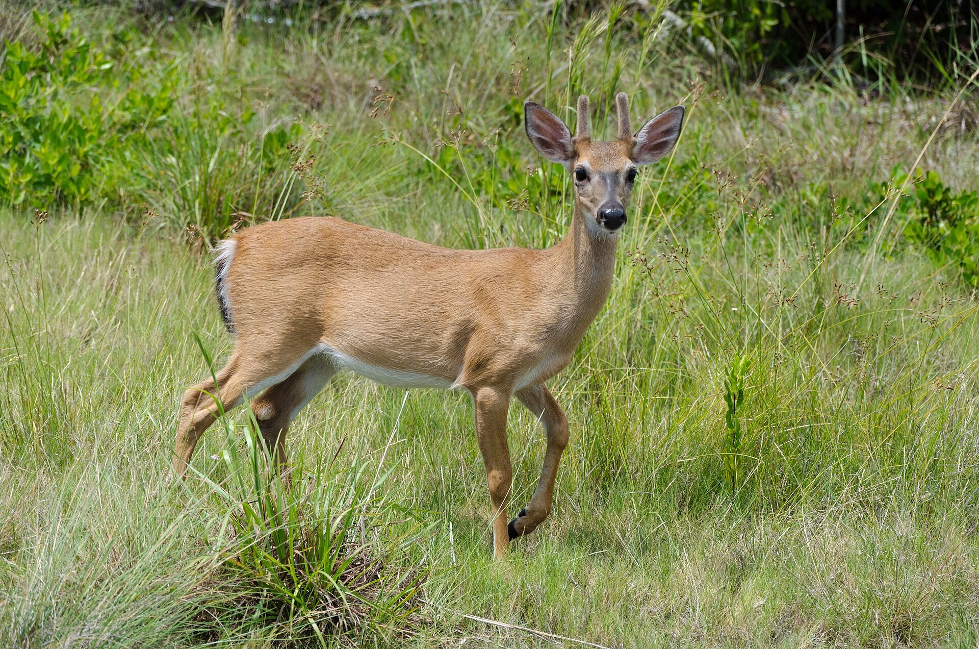 A Key deer on Big Pine Key in the National Key Deer Refuge