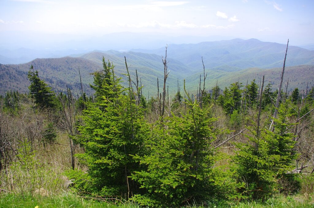 Spruce-fir forest atop Kuwohi (Clingmans Dome)