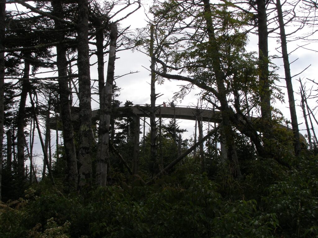 The paved approach trail to the Kuwohi observation tower, seen through spruce-fir forest