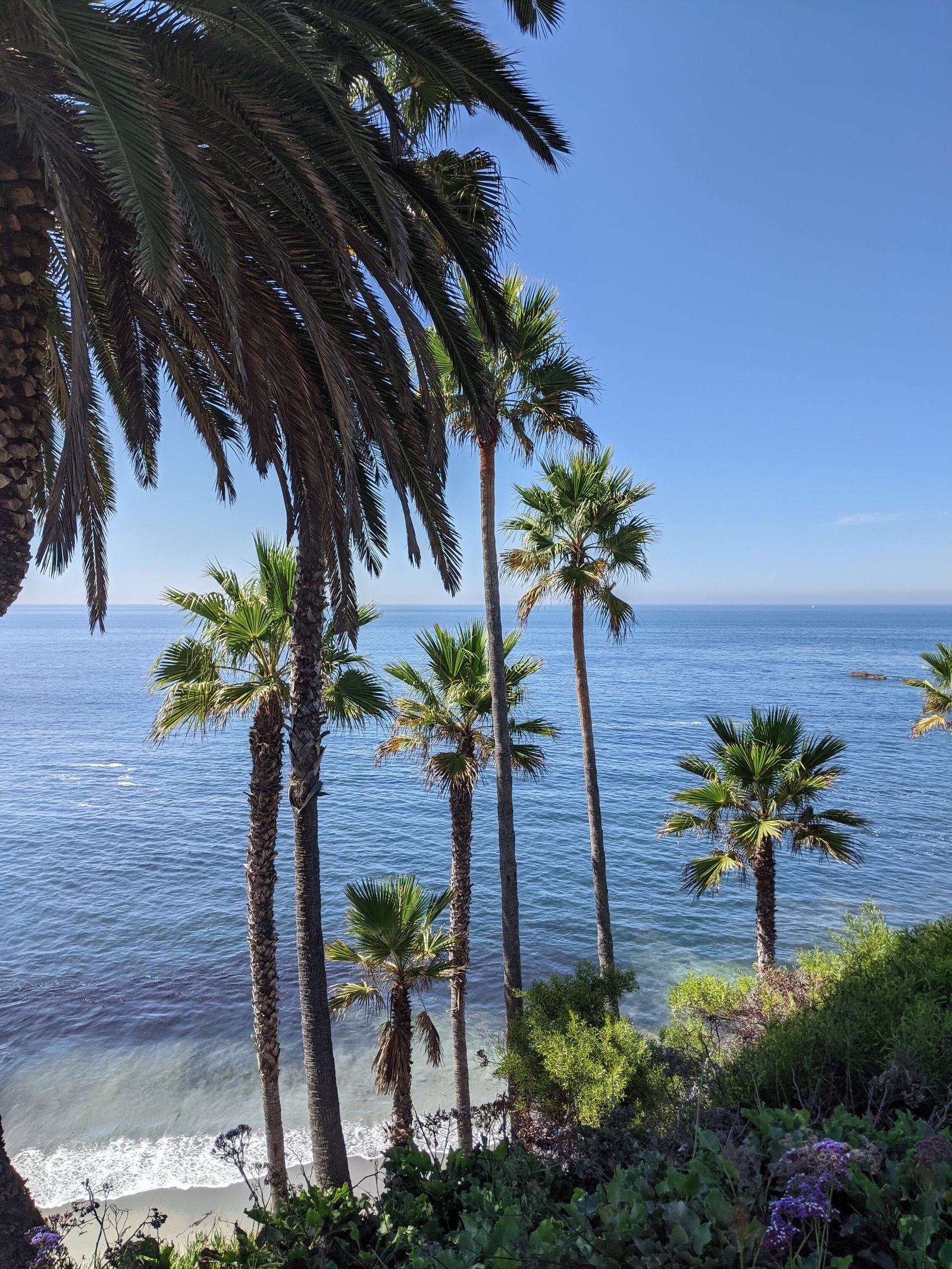 Palm trees framing the Pacific Ocean at Laguna Beach