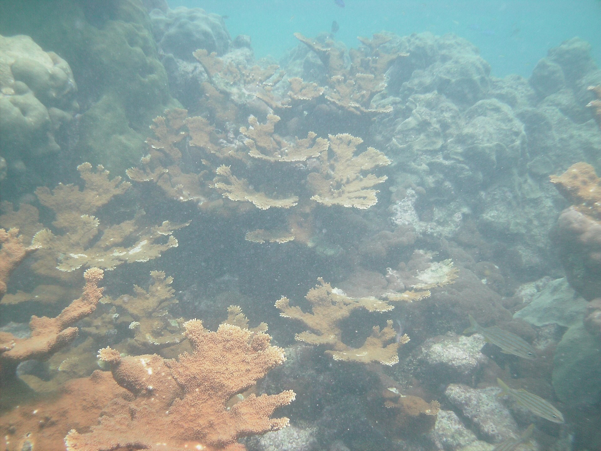 Elkhorn coral on Looe Key reef in the Florida Keys National Marine Sanctuary