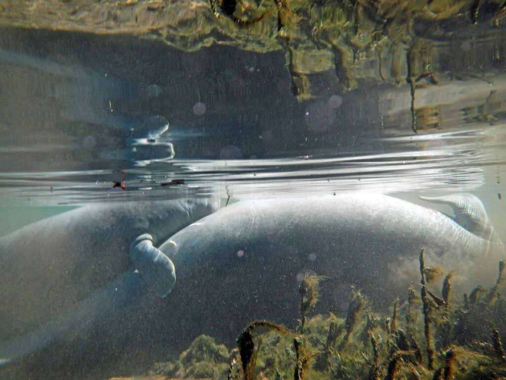 A manatee cow and calf swimming together in warm water