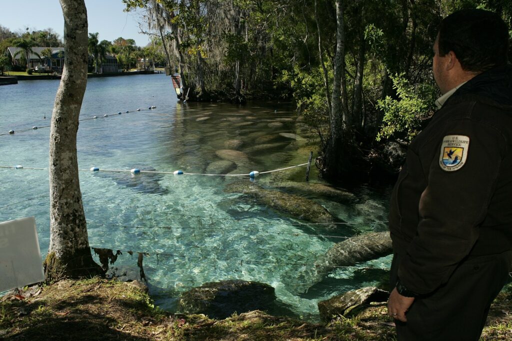 A refuge officer watches manatees resting in the clear water of Crystal River National Wildlife Refuge