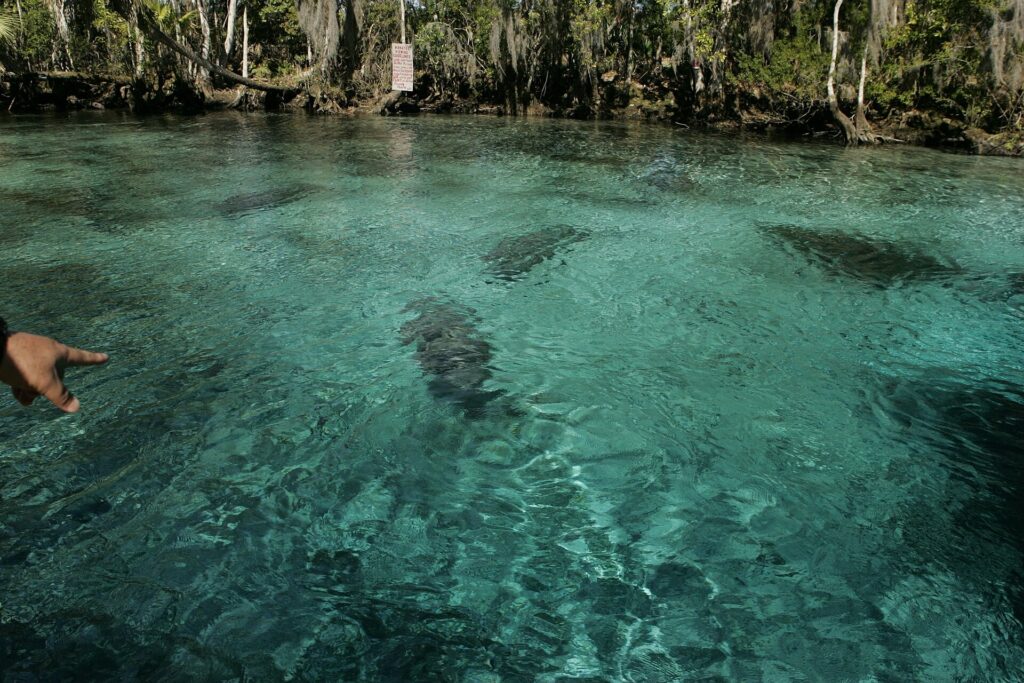 Best Time to See Manatees in Florida
