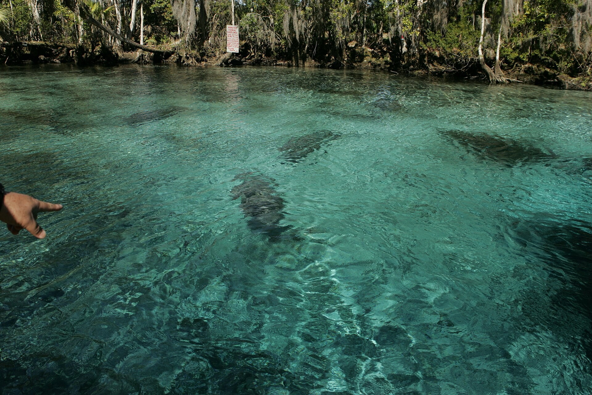 A Florida manatee swimming in clear water