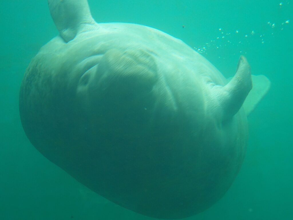 A resident manatee swimming near the bottom of the spring at Homosassa Springs Wildlife State Park