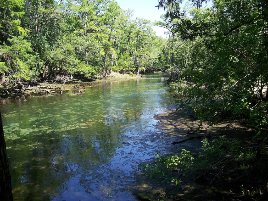 The spring run at Manatee Springs State Park flowing between cypress trees on both banks