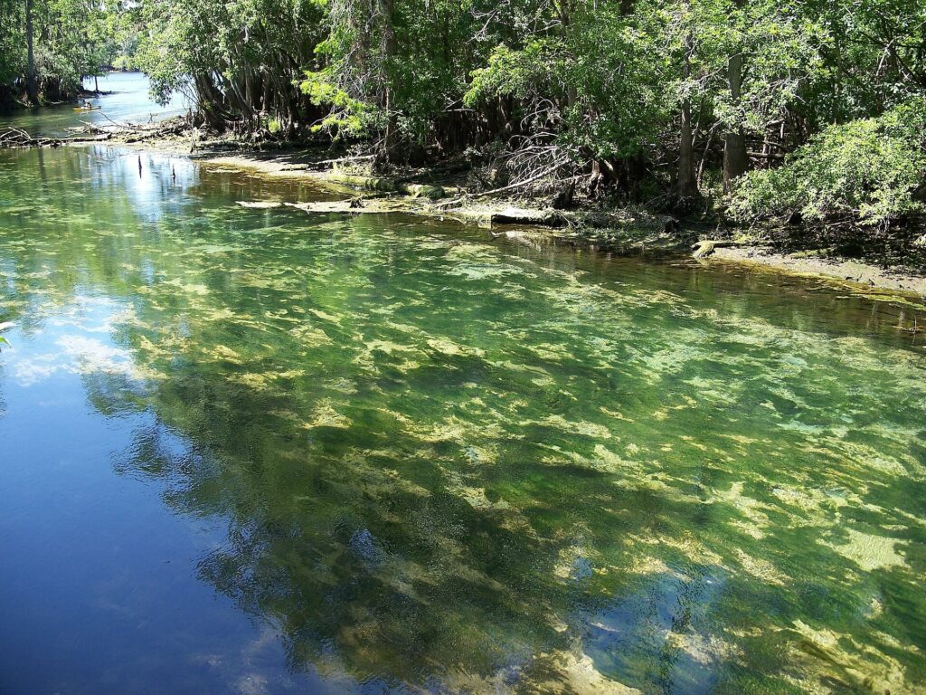 The spring run at Manatee Springs State Park lined with cypress trees and shallow green shoals