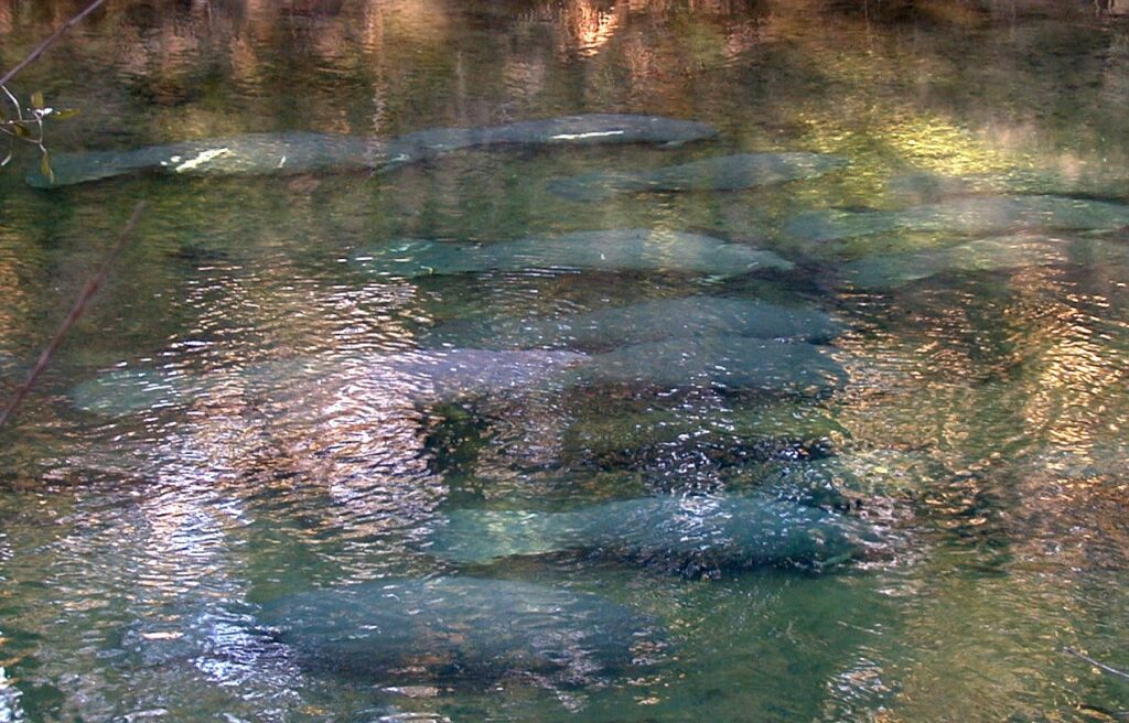 Manatees resting together underwater in the clear spring run at Blue Spring State Park