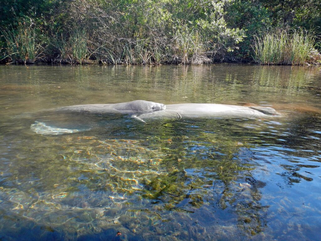 A manatee cow and calf swim near the surface of the Weeki Wachee River