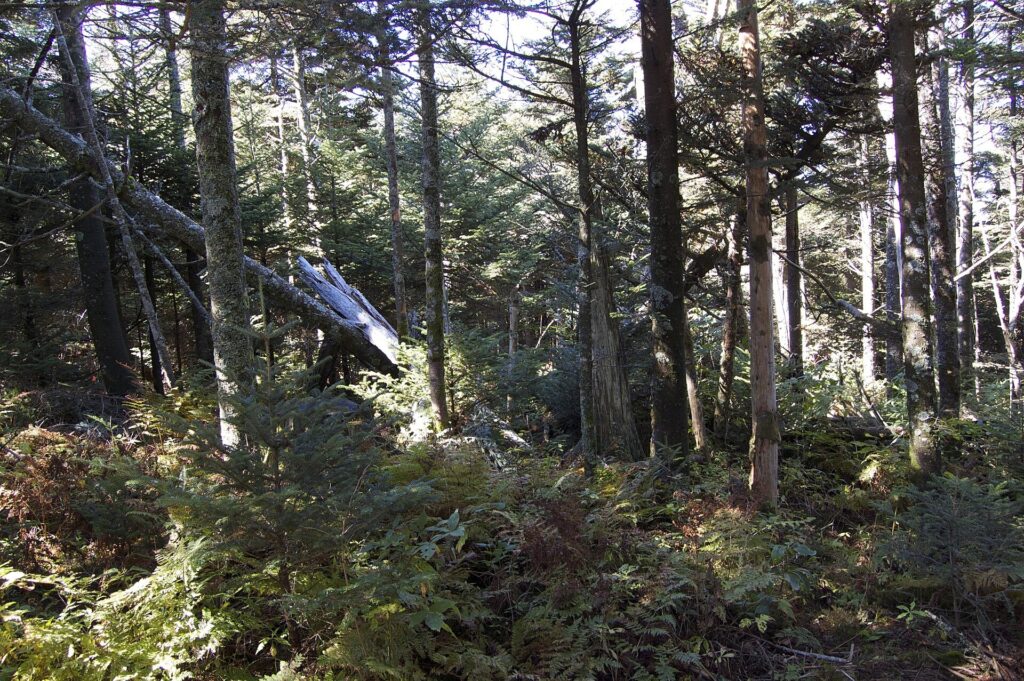 Red spruce and Fraser fir forest along a trail near the Mount Mitchell summit