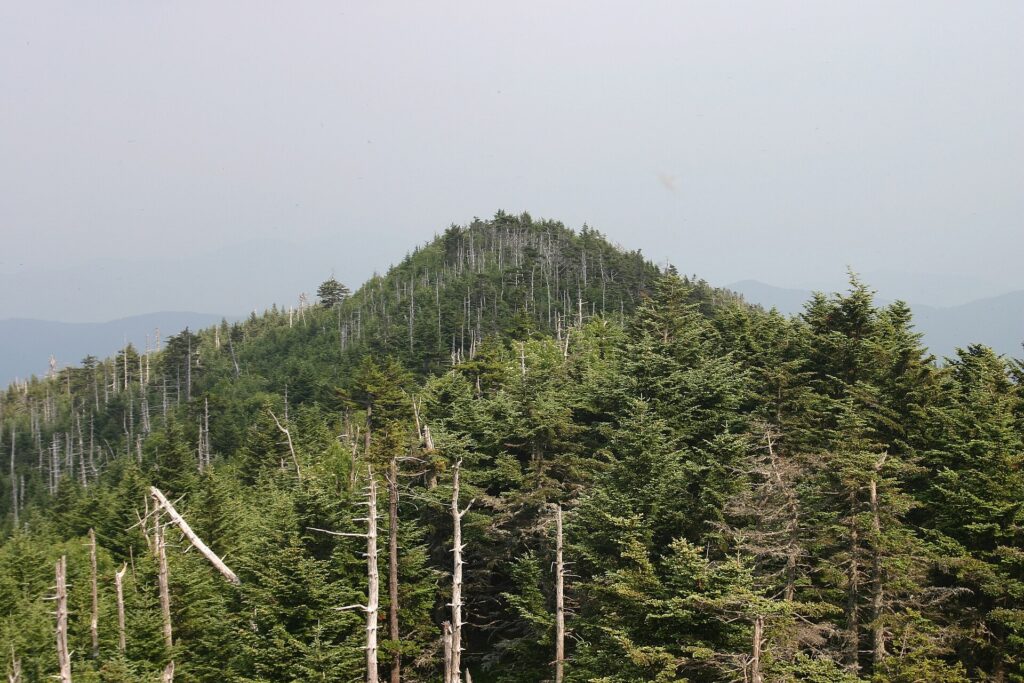 A spruce-fir covered peak in the Black Mountains, seen from the Mount Mitchell observation tower