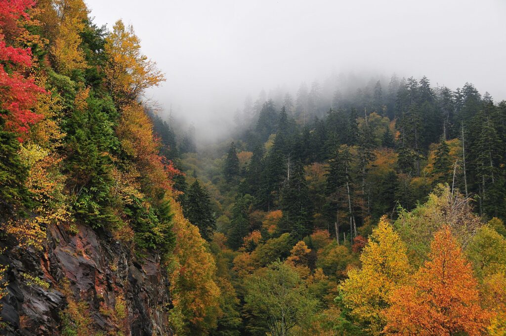 Fog drifting over autumn-colored forest ridges in the Great Smoky Mountains