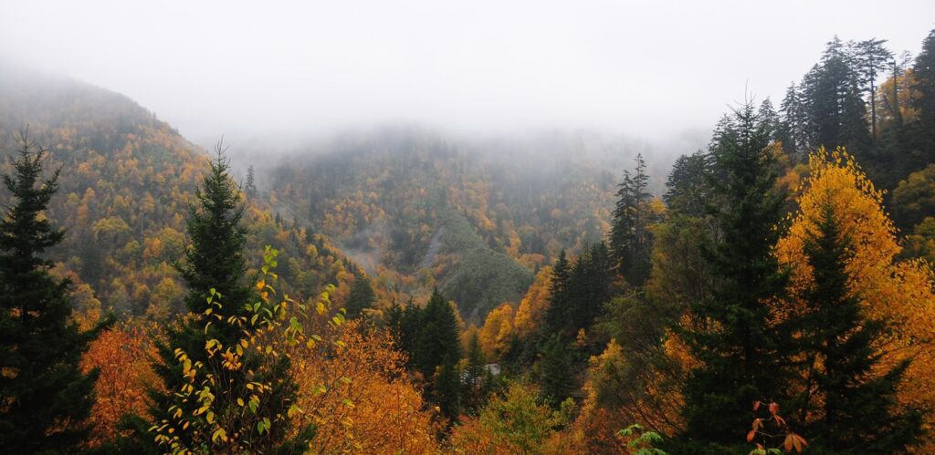 Best Time to Visit the Smoky Mountains