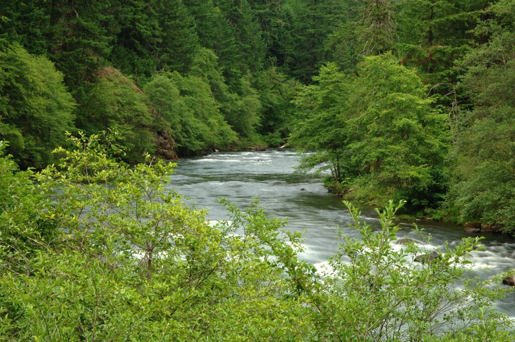 The North Umpqua River running green and clear between forested banks in the Umpqua National Forest