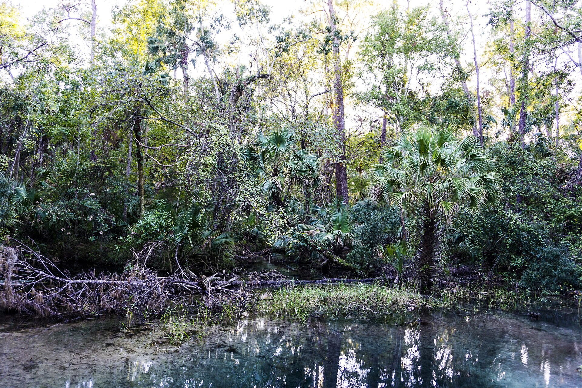 Pine and scrub forest inside Ocala National Forest, Florida, home to the Juniper, Alexander and Salt Springs campgrounds.