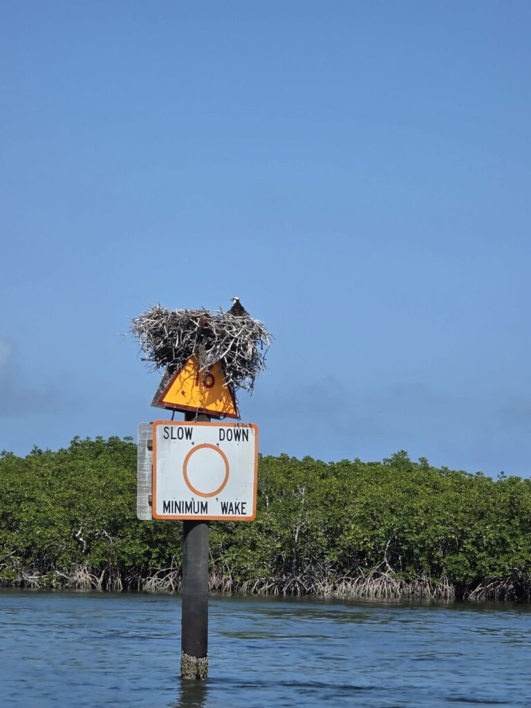 Osprey on its nest atop a slow-down channel marker in the mangroves at John Pennekamp