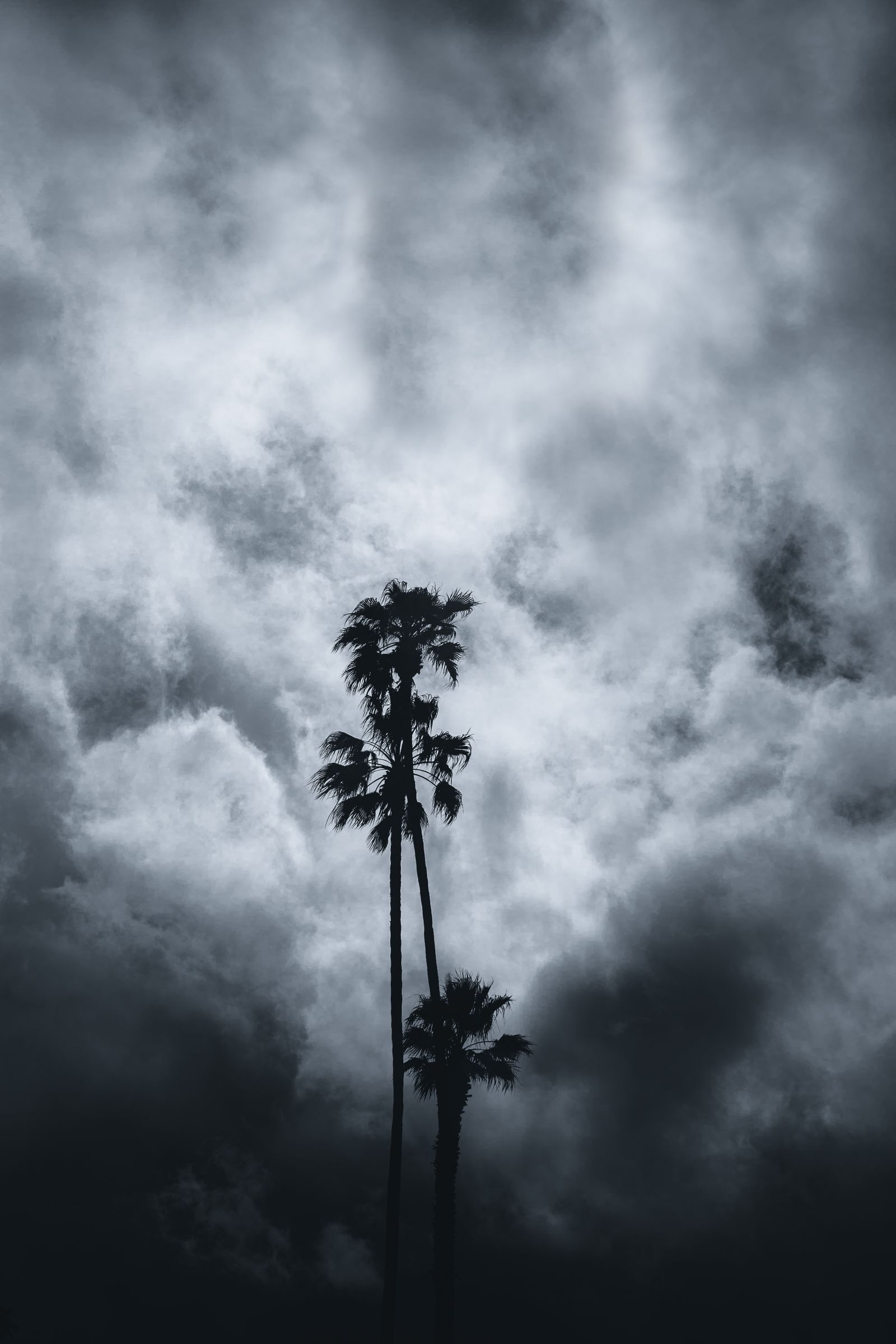 Palm trees silhouetted against dark, heavy storm clouds, the kind of sky that signals a hurricane season watch or warning.